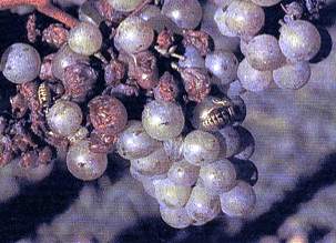 liebliche_weisse_tafelweine_02